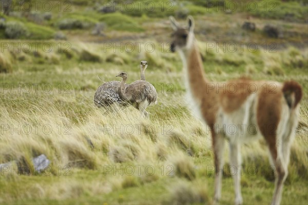 Lesser Rhea