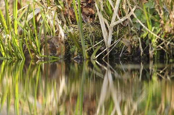 Eastern vole
