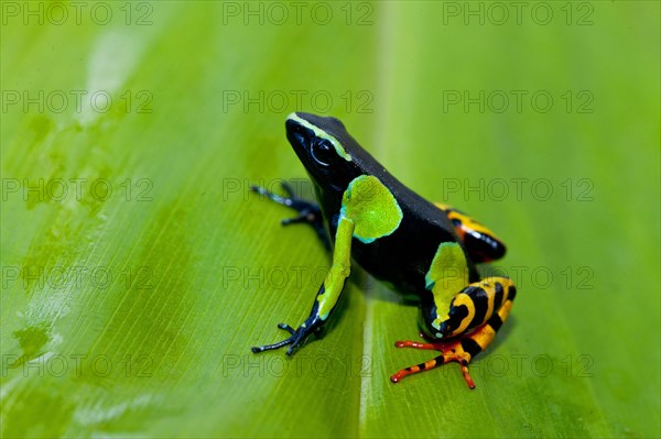 Painted Mantella