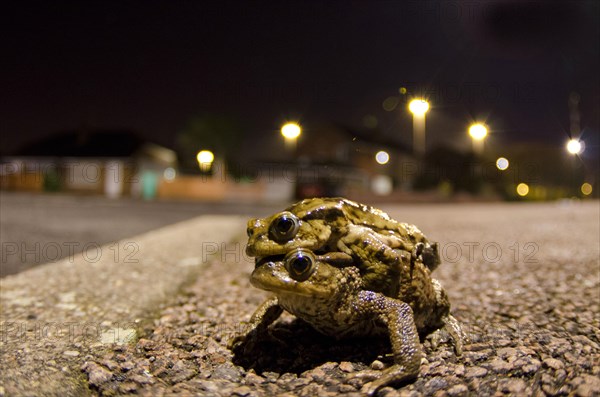 Common toad