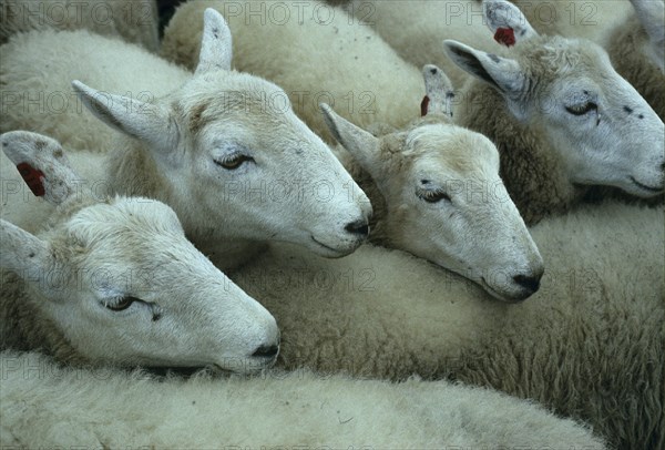Border Leicester Sheep
