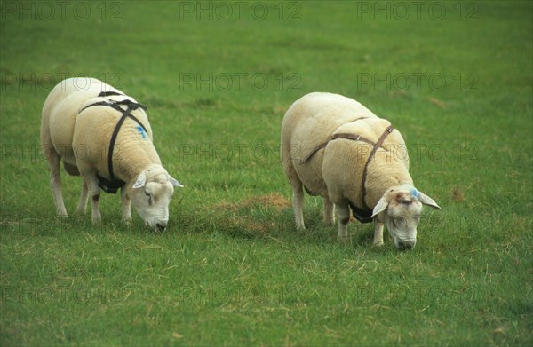 Sheep breeding