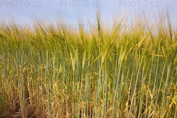 Barley