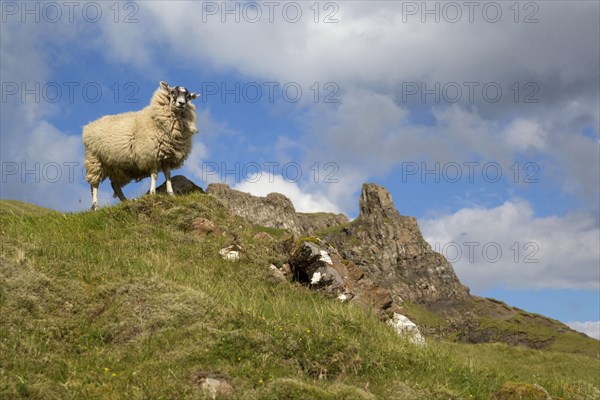 Domestic sheep