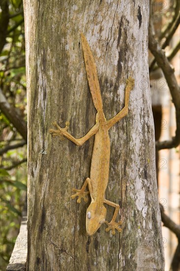 Bamboo flat-tailed gecko