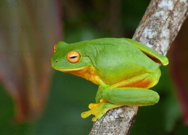 White-lipped tree frog