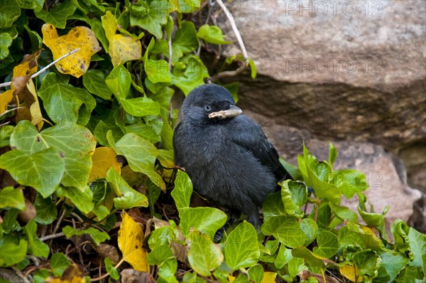 Jackdaw