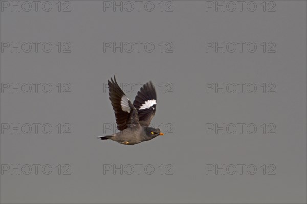 Jungle myna