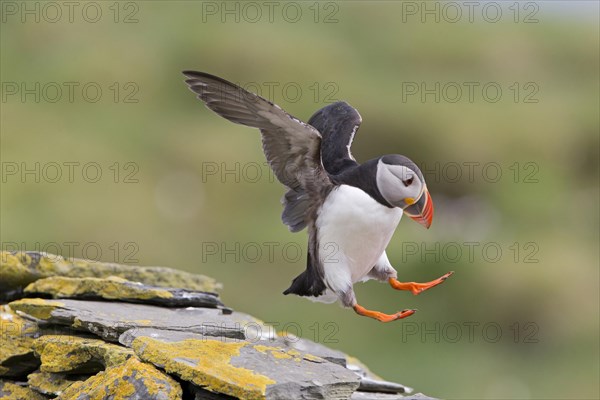 Atlantic Puffin