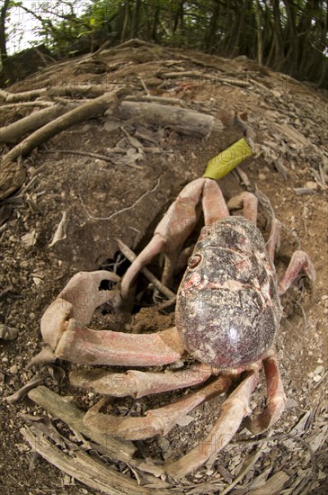 Christmas island red crab