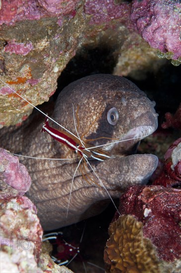 Adult masked moray