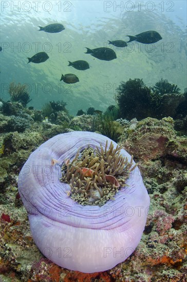 Adult pink skunk clownfish