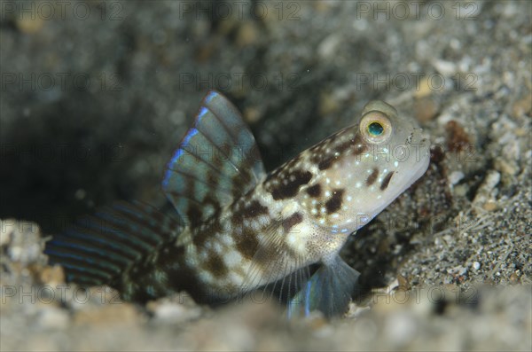 Ventral-barred Shrimpgoby