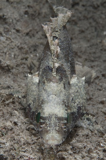 False scorpionfish