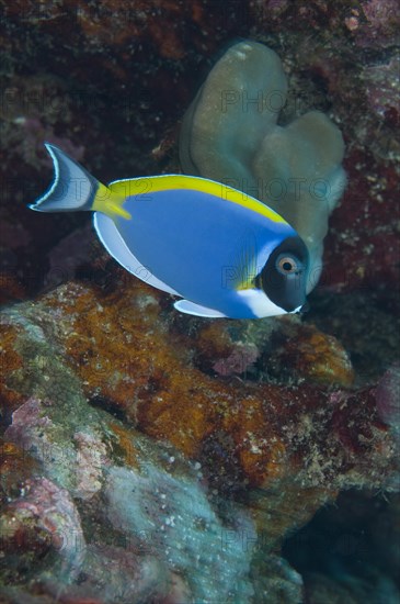 White-breasted Surgeonfish