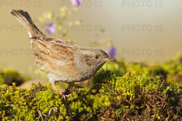 Dunnock