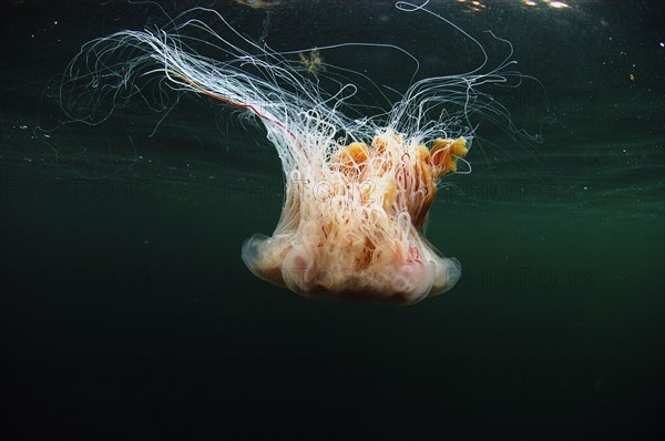 Lion's Mane Jellyfish