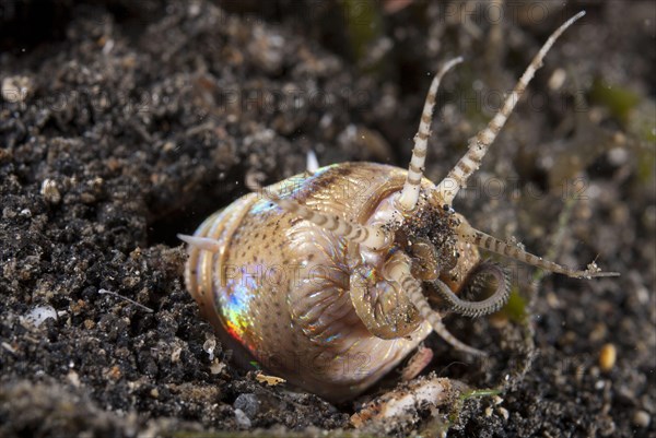 Bobbit worm