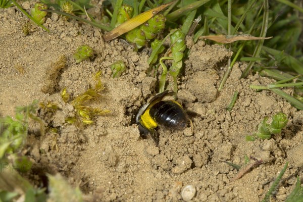 Solitary digger bees