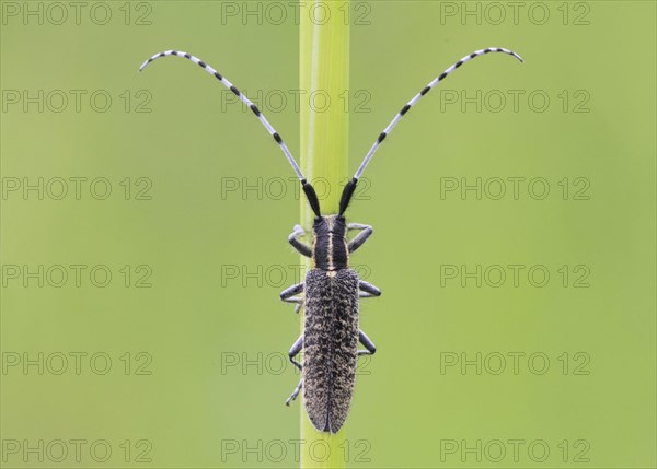 Golden-bloomed Grey Longhorn Beetle