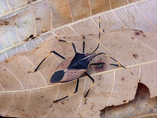 Yellow-spotted gum shield bug