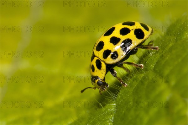 22-spot ladybird