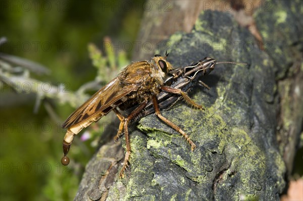 Hornet Robberfly