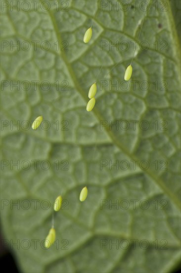 Green Lacewing