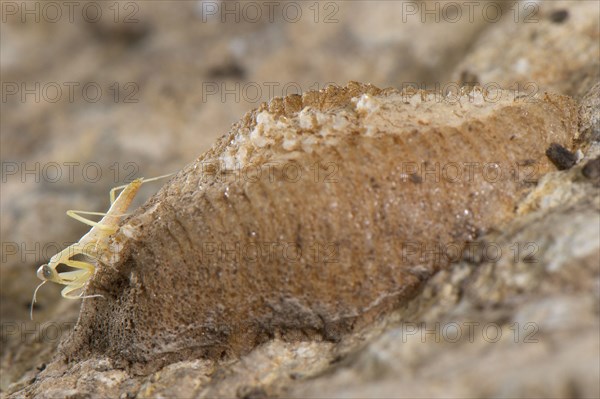 European Praying Mantis