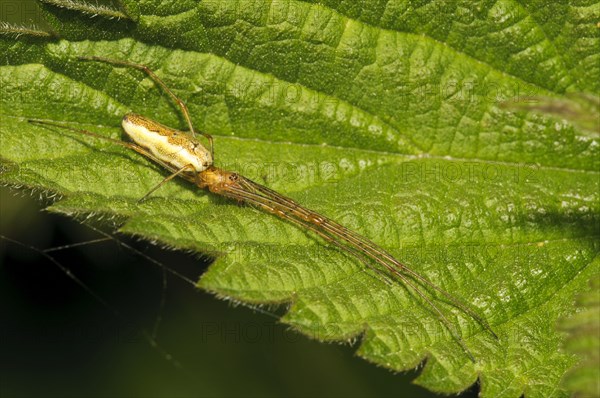 Common Stretch Spider