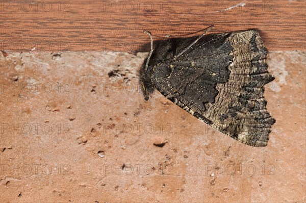 Small Tortoiseshell