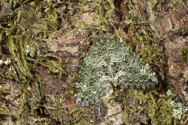 Autumn Green Carpet