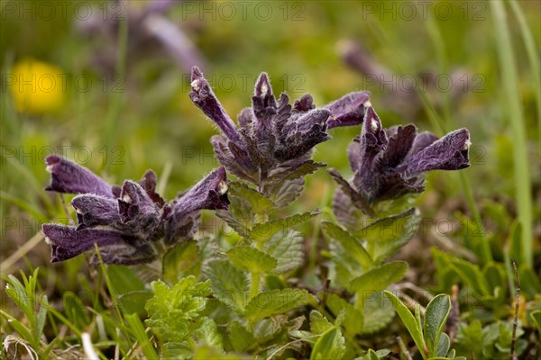 Alpine Bartsia