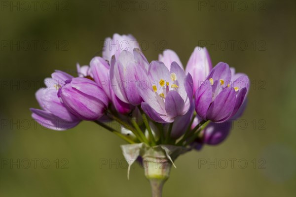 Pink rosy garlic