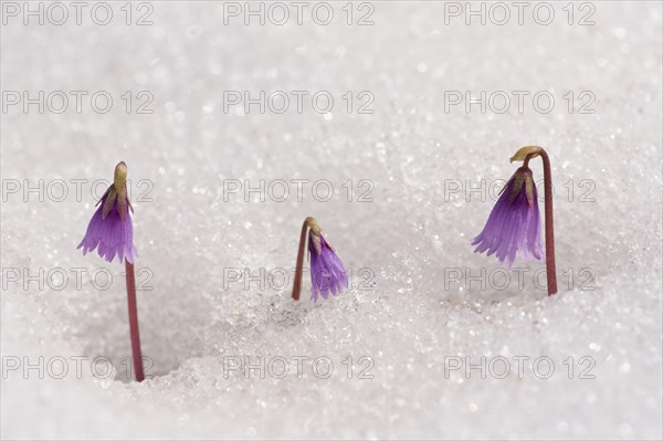 Alpine Snowbell