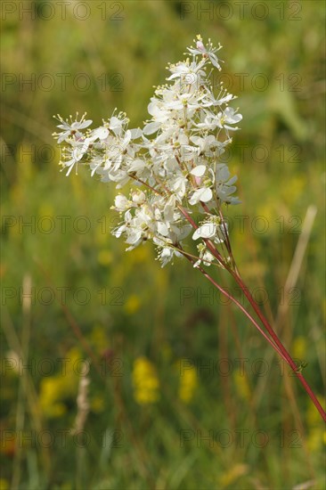 Dropwort