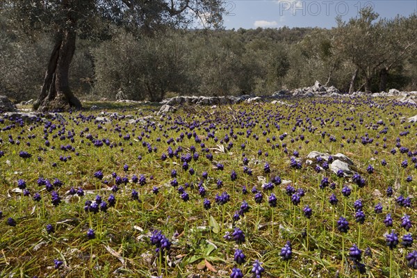 Flowering mass of dark mixed up grape hyacinth