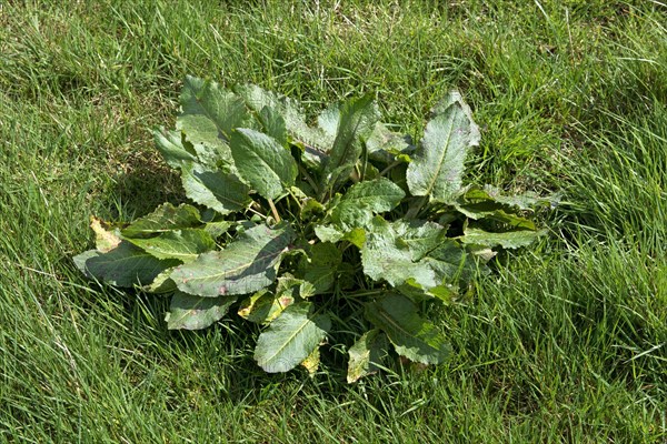 Broad-leaved dock