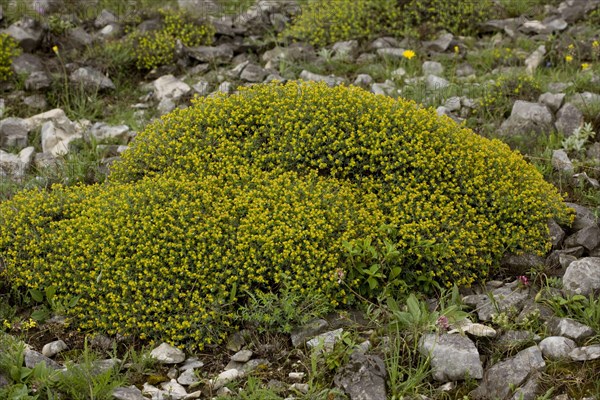 Flowering spurge