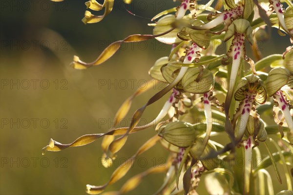 Lizard orchid