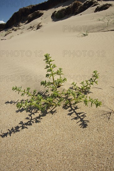 Prickly Saltwort