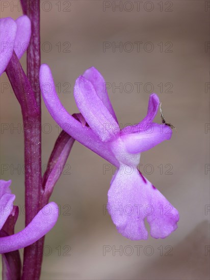 Southern Early Purple southern early purple orchid