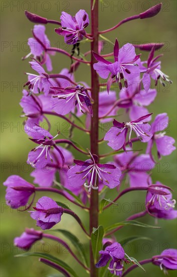 Rosebay Willowherb