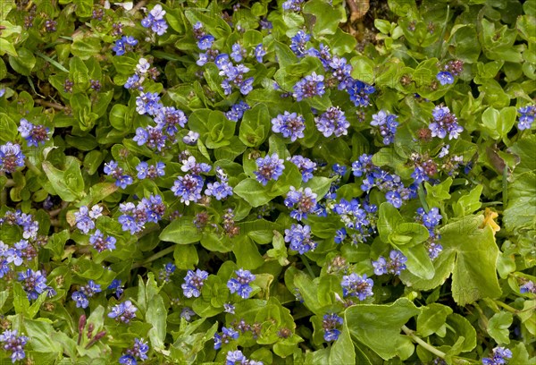 Flowering wetland speedwell