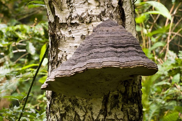 Hoof Fungus