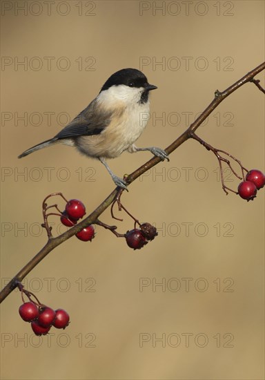 Willow Tit