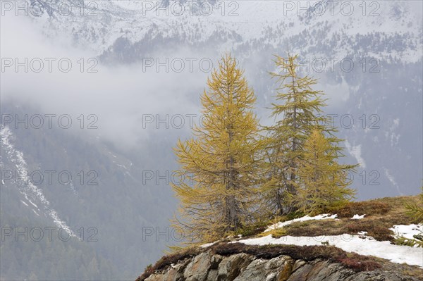 European Larch