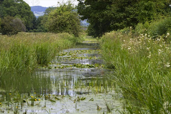 Flowering yellow water-lily