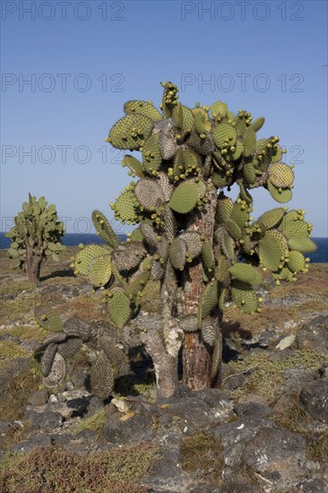 Giant prickly pear cactus