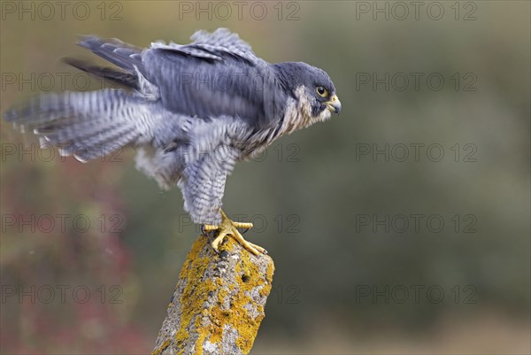 Peregrine falcon